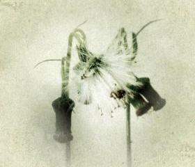 Dandelion Photography 5x5 Nature Photo, Botanical Art Print - Cottage Chic Decor