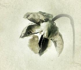 Nature Photography 5x5 Botanical Art Print - Coastal Cotton Tree Cottage Chic Decor Photo