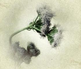 Wildflower Photograph - Botanical Art Print 5x5 Praxelis Flower Photo - Minimalist Wall Decor Photograph