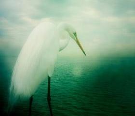 Bird Photography 5x5 Heron White Egret Photo - Soft Dreamy Wildlife Animal Print - Green Wall Decor