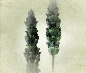 Lavender Photo 5x5 Botanical Herb Print - Food Photography Kitchen Decor
