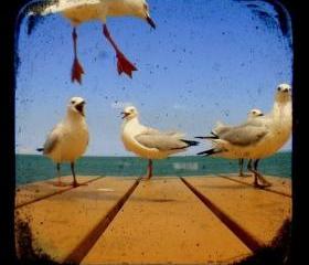Bird Photo 5x5 Beach Seagulls Photograph - Avian Photography - TtV Rustic Vintage Style Home Decor Print