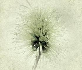 Nature Photography 5x5 Botanical Art Print - Bottlebrush Bloom Home Decor Photograph