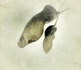 Woodland Photo 5x5 Botanical Art Print - Sycamore Seeds Photograph - Earthy Brown Cottage Chic Decor 