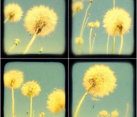 Dandelion Photo Set of Four - 5x5 TtV Botanical Photography Prints - Summer Wall Art