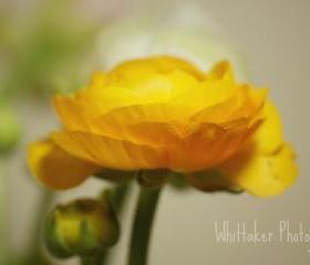 Yellow - 8x10 Fine art photograph
