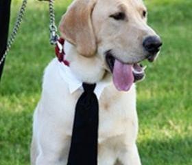 Dog necktie for your wedding