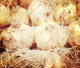 Limited Edition Greetings Card; Onion Parade