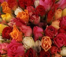 Limited Edition Greetings Card: Rose Are Red
