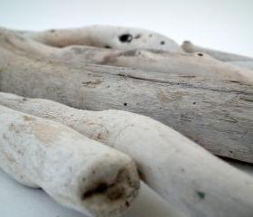 Driftwood Sun bleached Gnarled Curled Collection