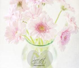 Pink Gerberas In A Vase {Light Textured Version}