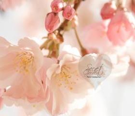 Cherry Bokeh