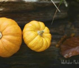 Pumpkin Patch - 12x12 fine art photograph