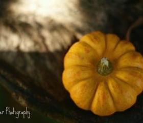 Pumpkin - 8x12 fine art photograph