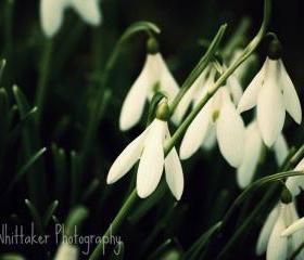 Spring Snowdrops - 8x10 fine art photograph