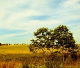 Golden Battlefield - 8x10 fine art photograph