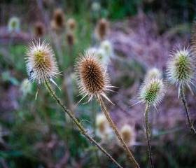Thistle While You Work 8x10 Print