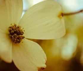 dogwood days 8x10 print