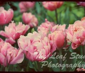 Tulipa 8 x 12 Fine Art Print.Photography.Home Decor.Wall Art.Nursery. FREE shipping