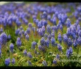 Blue Bells 8x12 Fine Art Print.Photography. Home Decor.Wall Art.Nursery. FREE shipping