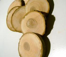 15 Tree Branch Wooden Slices 2- 3 inch Branch Pieces