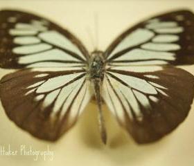 Butterfly Effect - 12x12 fine art photograph