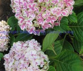 Bella Anna Hydrangea