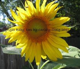 Summer Sunflower