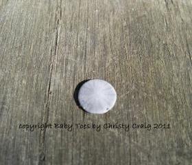 Baby Sand Dollar