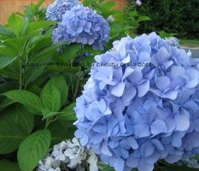 Blue Hydrangea