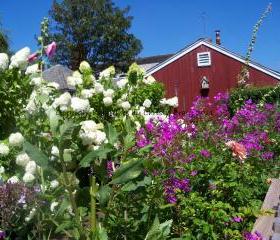 Garden, Black Dog Tavern - Martha's Vineyard, MA