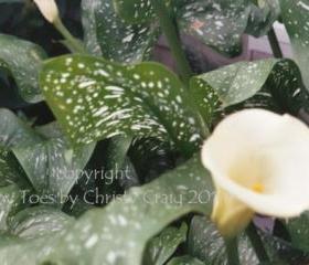 Calla Lily