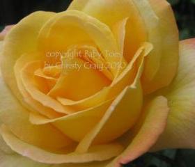 Yellow Rose