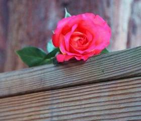 Raindrops on Rose 8x12 Fine Art Print.Photography. Home Decor.Wall Art.Nursery. FREE shipping