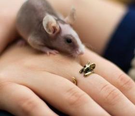 Cute Bronze Adjustable Little Mouse Ring
