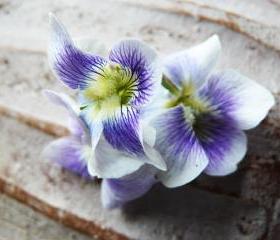 15x11 Digital printed Canvas vintage flower to your wall violet flower (size: 15x11 inch plus border).
