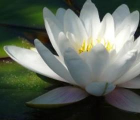 15x11 Digital printed Canvas vintage flower to your wall white water lily (size: 15x11 inch plus border).