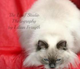 Whiskers on Kitty 8x12 Fine Art Print.Photography. Home Decor.Wall Art.Nursery. FREE shipping